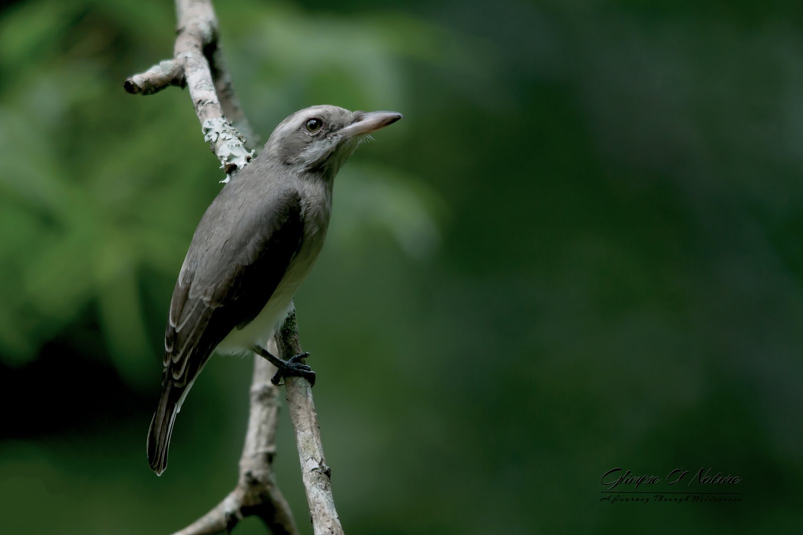 Endemic To Sri Lanka