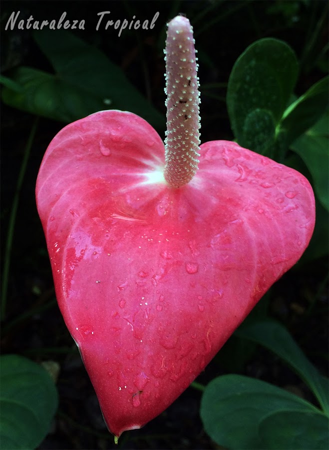  Inflorescencia de un Anturio, género Anthurium