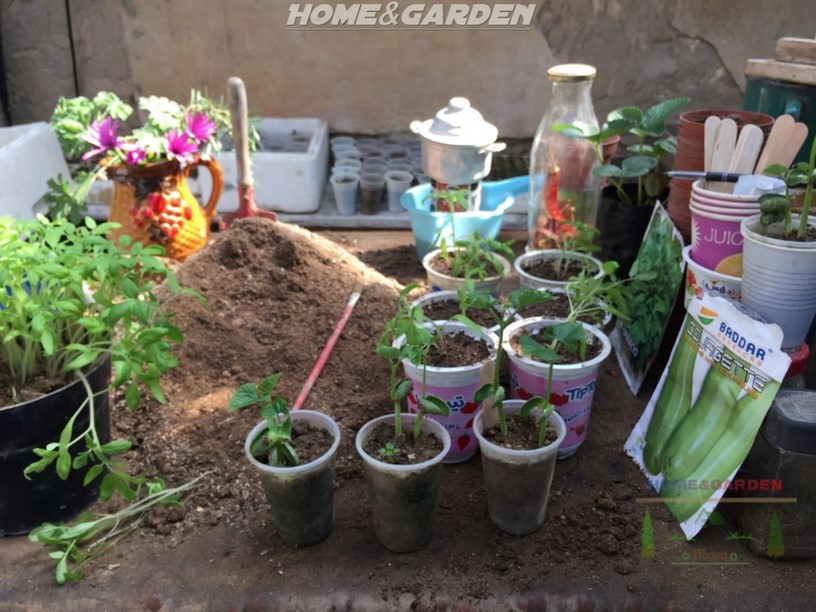 How to Start Beans Indoors - Growing Organic Vegetables