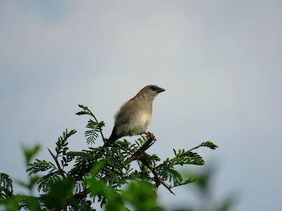 Birds of Uganda: Southern Grey-headed Sparrow