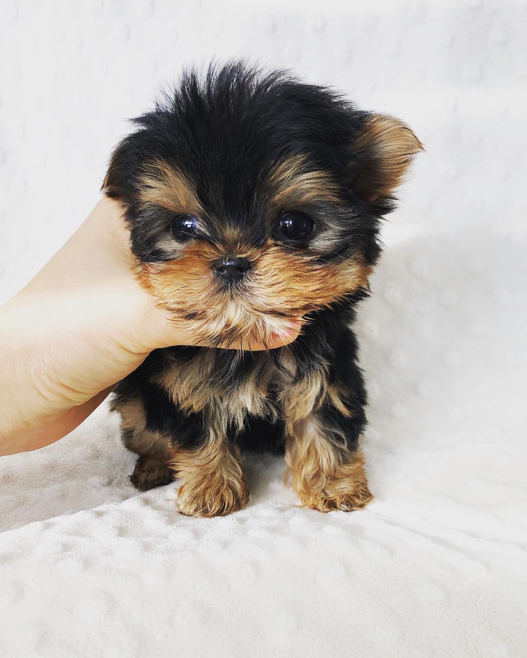 TEACUP YORKIE AND MORKIE PUPPIES FOR SALE Teacup Puppy Home Teacup Yorkies For Sale