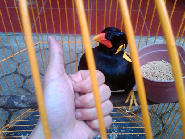 AGUS MURAI ONLINE: JUAL BURUNG BEO