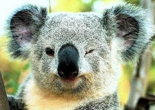 Koala bear pictures