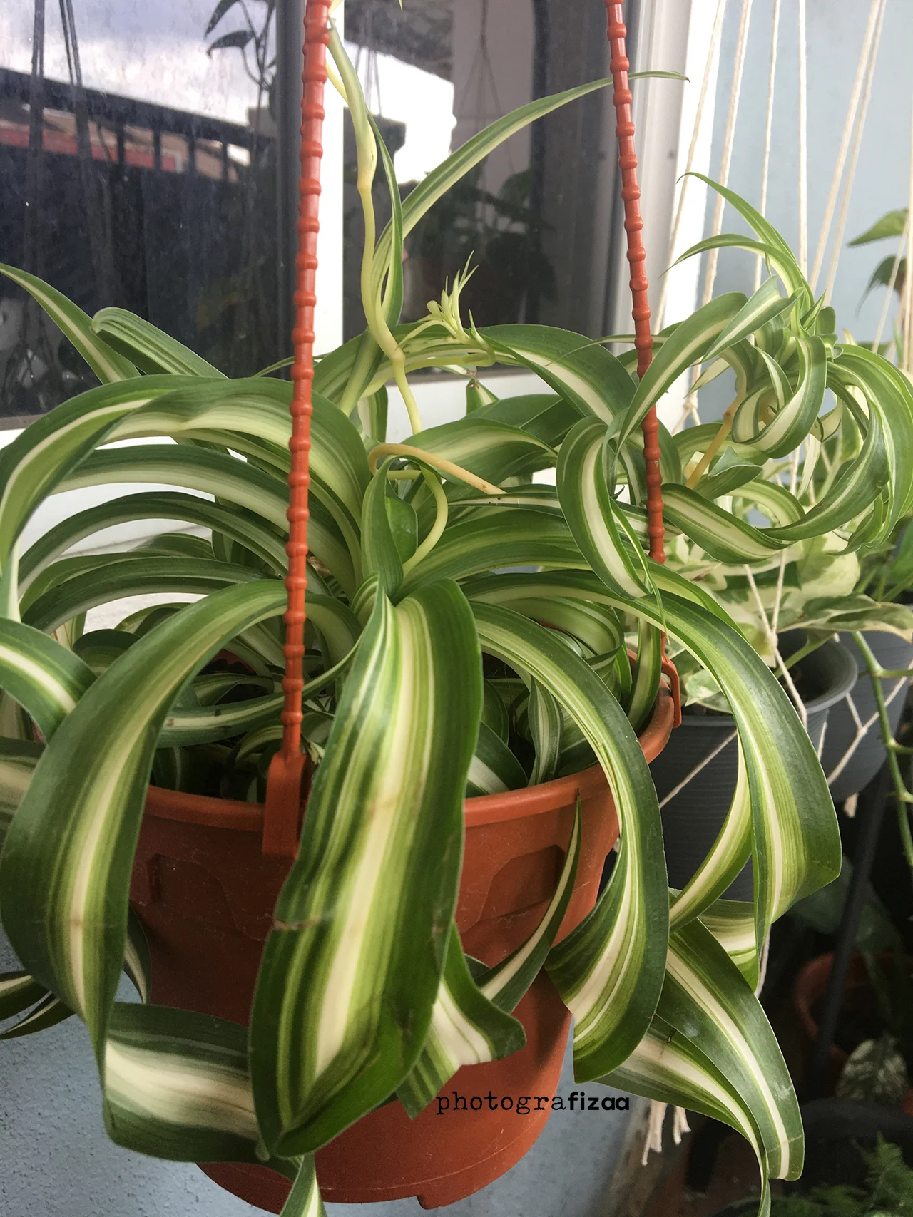 Curly Spider Plant