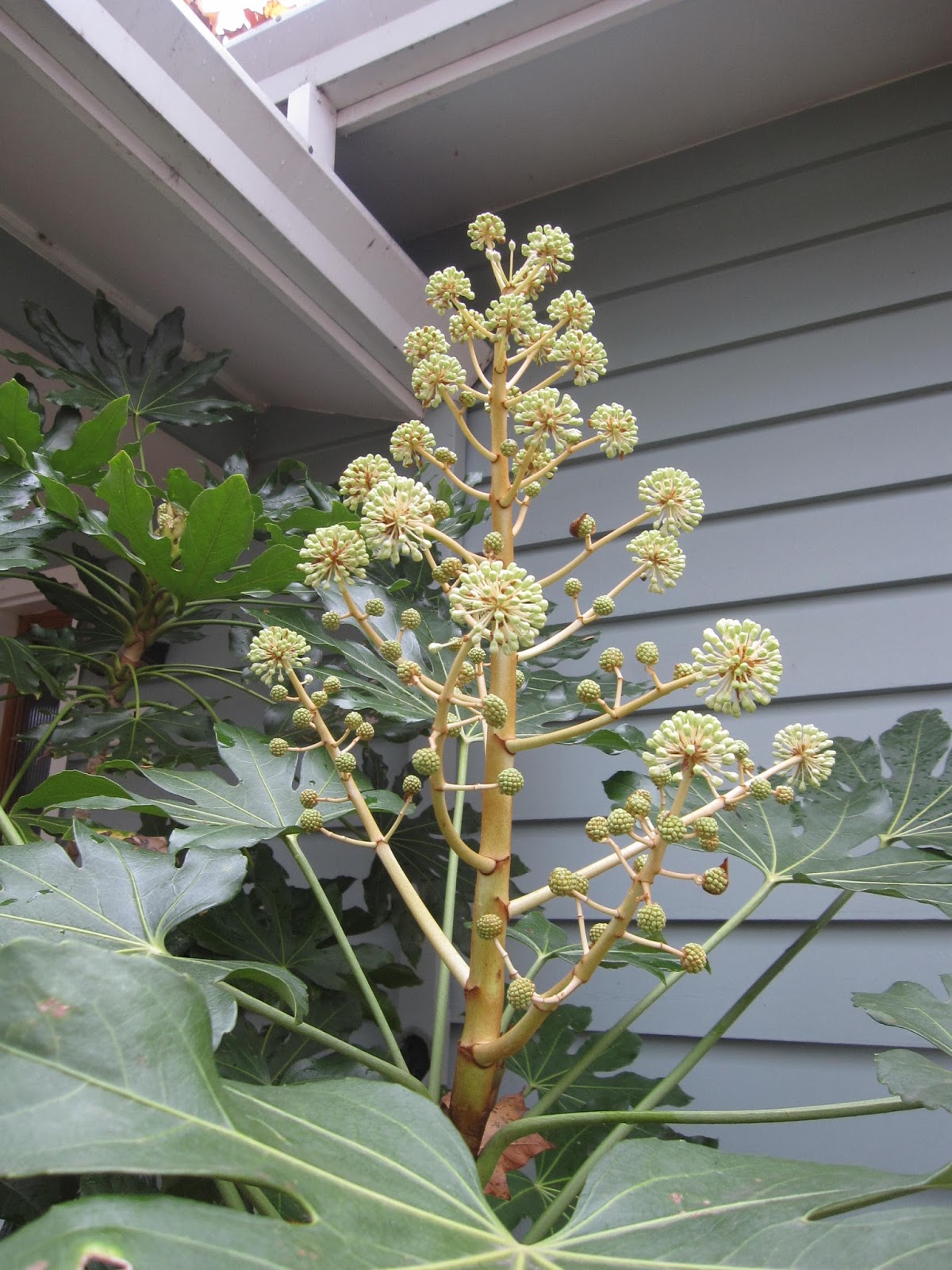 Mulchmaid Mahonia Fortunei Dan Hinkley Is My Favorite Plant In
