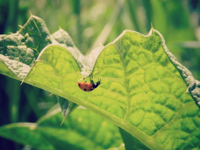 Ladybug on a leaf: growcreative