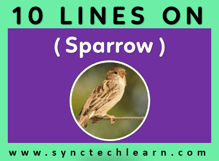 sparrow information in english essay