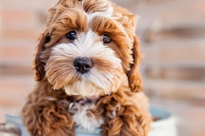Cachorros fofos: seleção de 40 imagens que vão derreter seu coração
