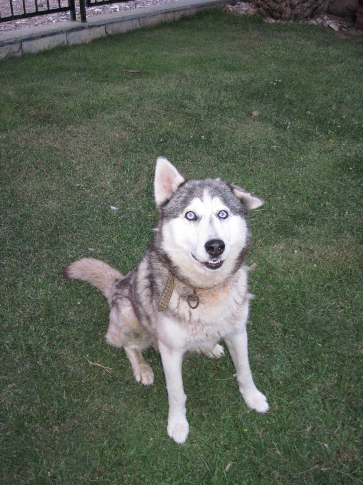 dokuz canlı kedi Temmuz 2013
