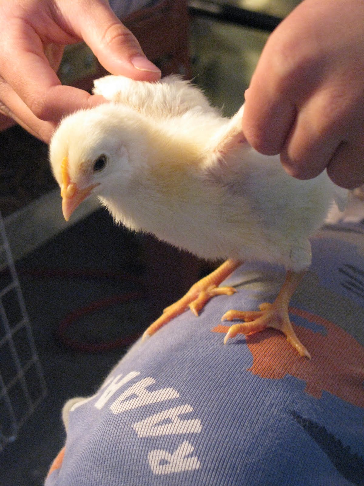 Narrow Path Farm: Baby chickens