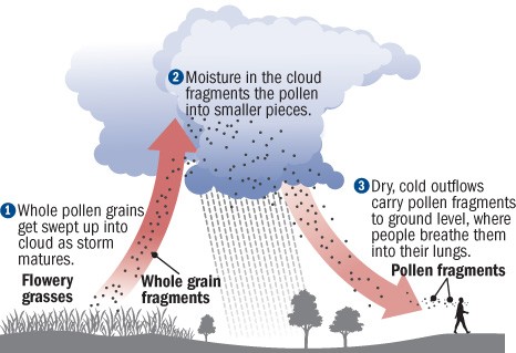 Rare phenomenon "thunderstorm asthma” claims 6 lives in Australia  1479803306_thunderstorm-asthma%2B%25281%2529