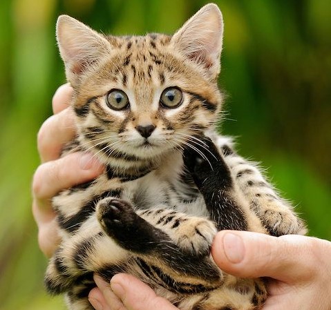 rusty spotted cat baby