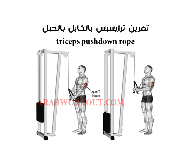 تمارين الترايسبس للمحترفين تمارين الترايسبس للمحترفين