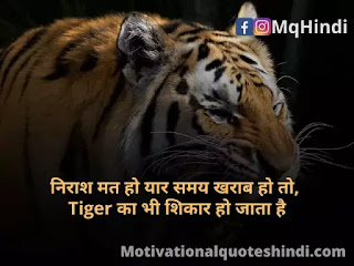 Tiger Shayari Tiger Shayari