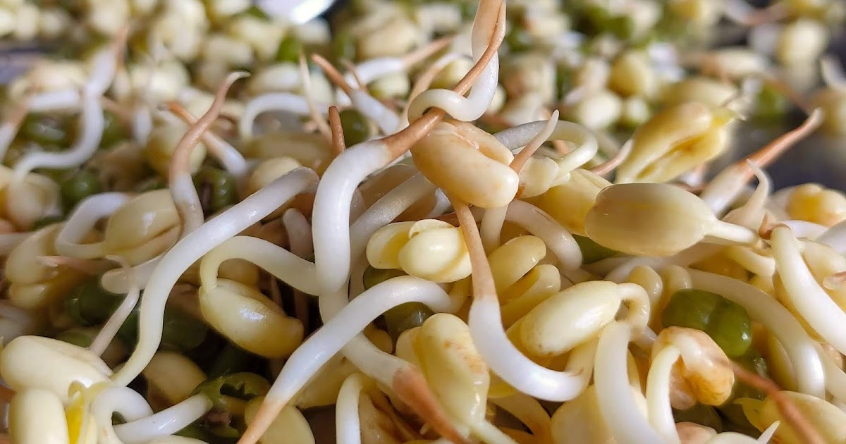 Grow Your Own Bean Sprouts at Home