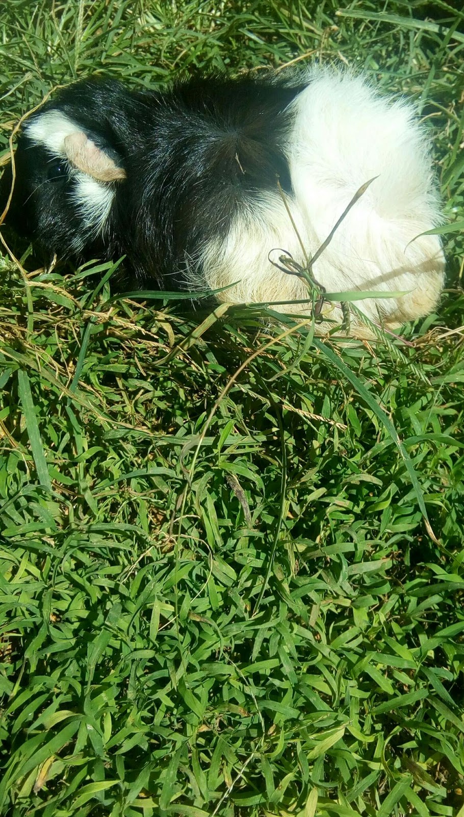 Raising Guinea Pigs 101 Growing Guinea Pigs Outdoors