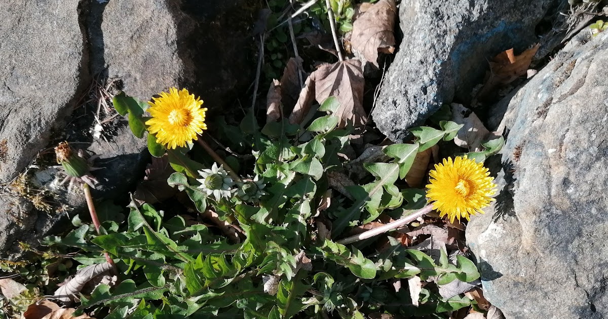 schiehallion Pee the beds