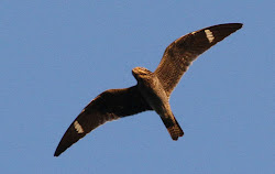nighthawk common female migration