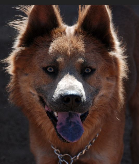 Dogs That Bite The Most Dogs Breeds Guide
