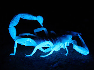 Scorpion fluoresces under UV light
