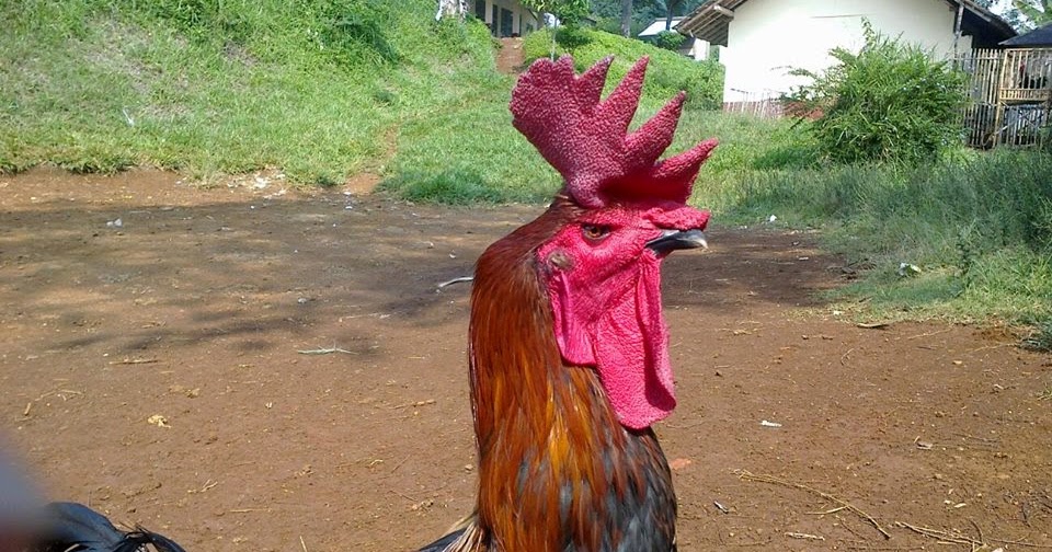 HIPPAPI - JATENG: Caturangga/Katuranggan Pada Ayam Pelung