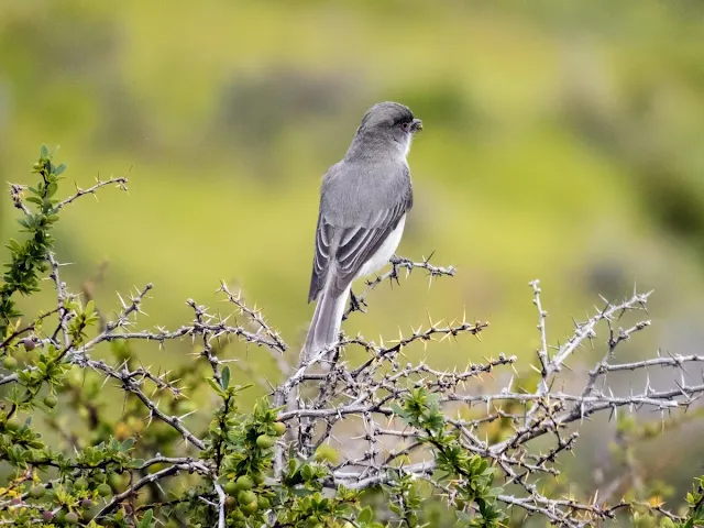 Birds of Patagonia: Fire-eyed Diucon near Puerto Natales Chile