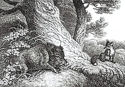 Der Eber und der Fuchs - Die Vorbereitung - Aesop Fabel Der Eber und der Fuchs - Die Vorbereitung - Aesop Fabel