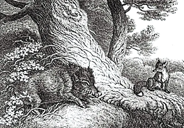 Der Eber und der Fuchs - Die Vorbereitung - Aesop Fabel Der Eber und der Fuchs - Die Vorbereitung - Aesop Fabel