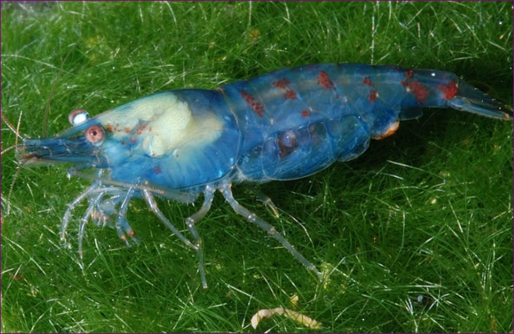 Blue Pearl Shrimp Jenis Udang Hias yang Bisa Mempercantik Aquascape