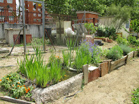 estanque en el huerto escolar