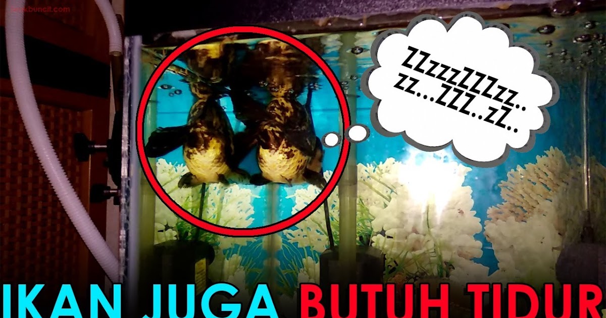 Apakah Ikan Mas Koki Juga Butuh Tidur? Kapan dan Bagaimana Caranya? 🤔