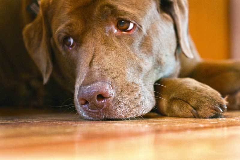 All Pets Club Wallingford Do You Make These Mistakes With Your Dog?