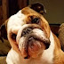 14 Reasons English Bulldogs Are Not The Friendly Dogs Everyone Says They Are