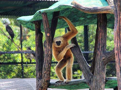 Rahmat Zoo Park Kebun Binatang Di Perbaungan Pariwisata Sumut
