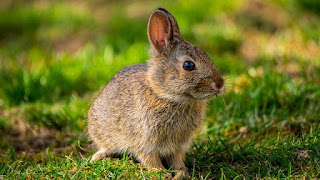 scientist names of rabbit