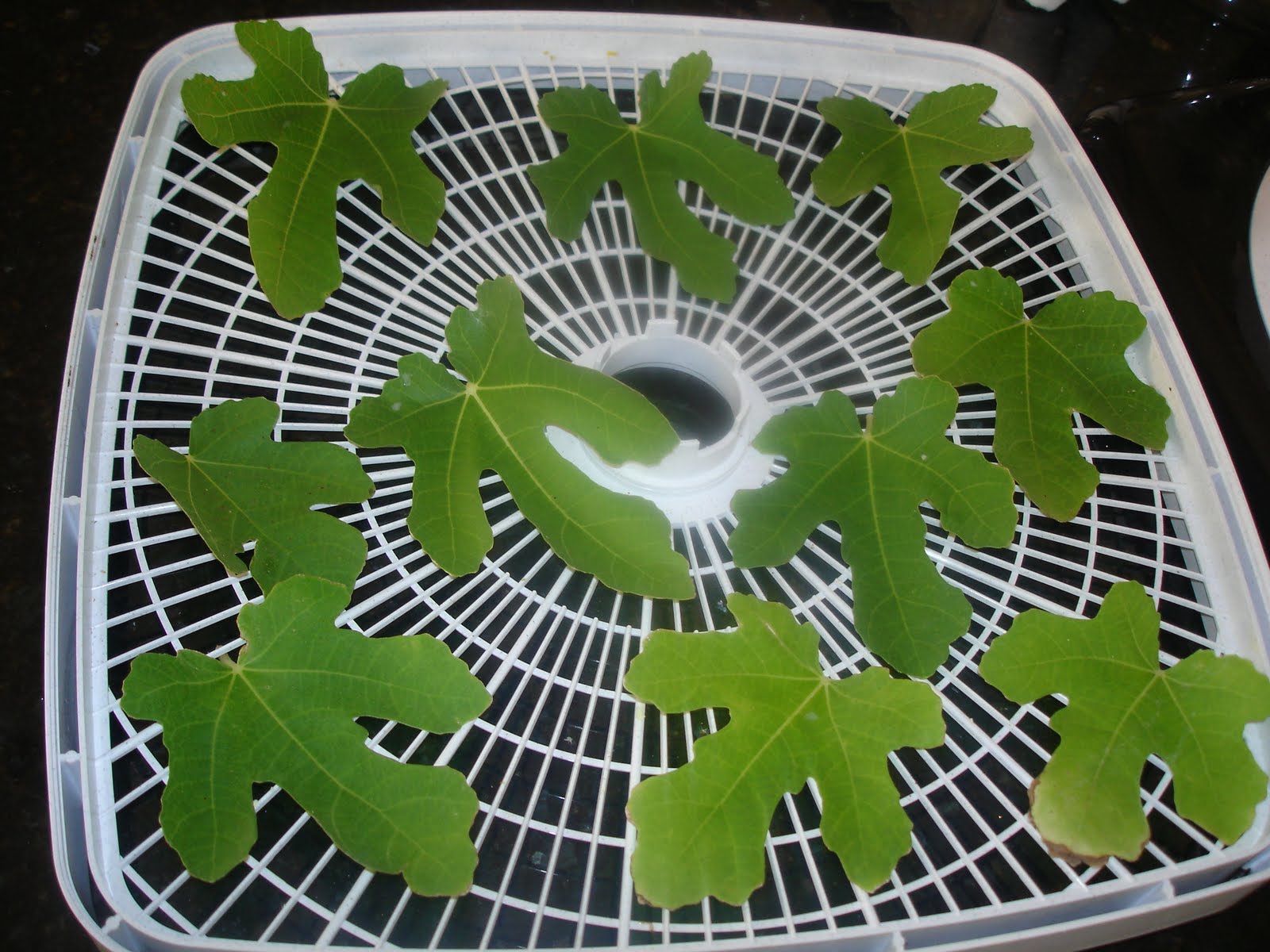 Bella Blue Jungle Fig leaves and tea recipe