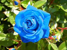 rosas azules para tu jardin