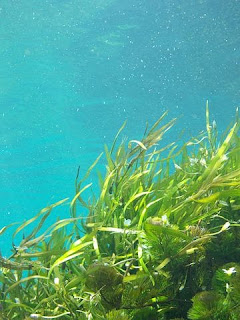 Seaweed organic fertilizer, benefits and applications.