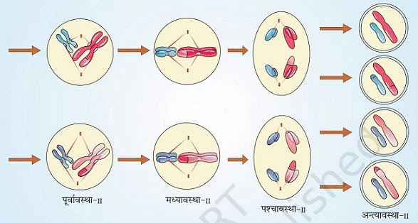 koshika-vibhajan