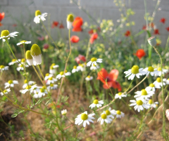 Margherita Camomilla In Vaso 12cm - Pianta Fiori Bianchi Commestibile Per Giardino E Balcone - Foto 7