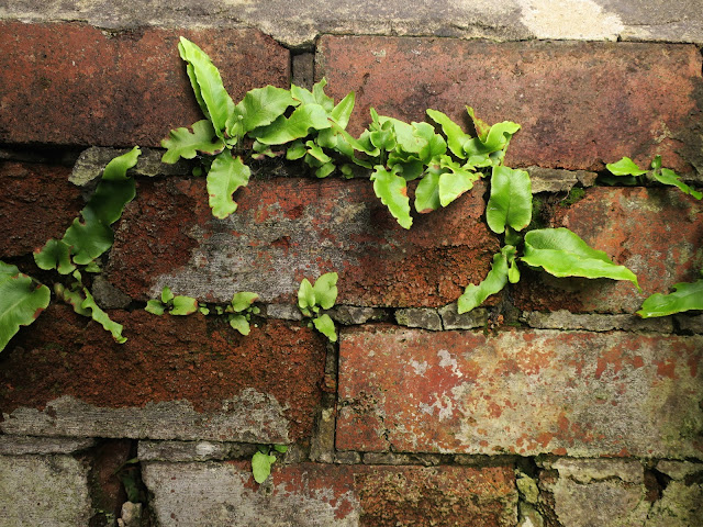 Harts Tongue Fern in wall in Halifax, West Yorkshire. 1st November 2020. Harts Tongue Fern in wall in Halifax, West Yorkshire. 1st November 2020.