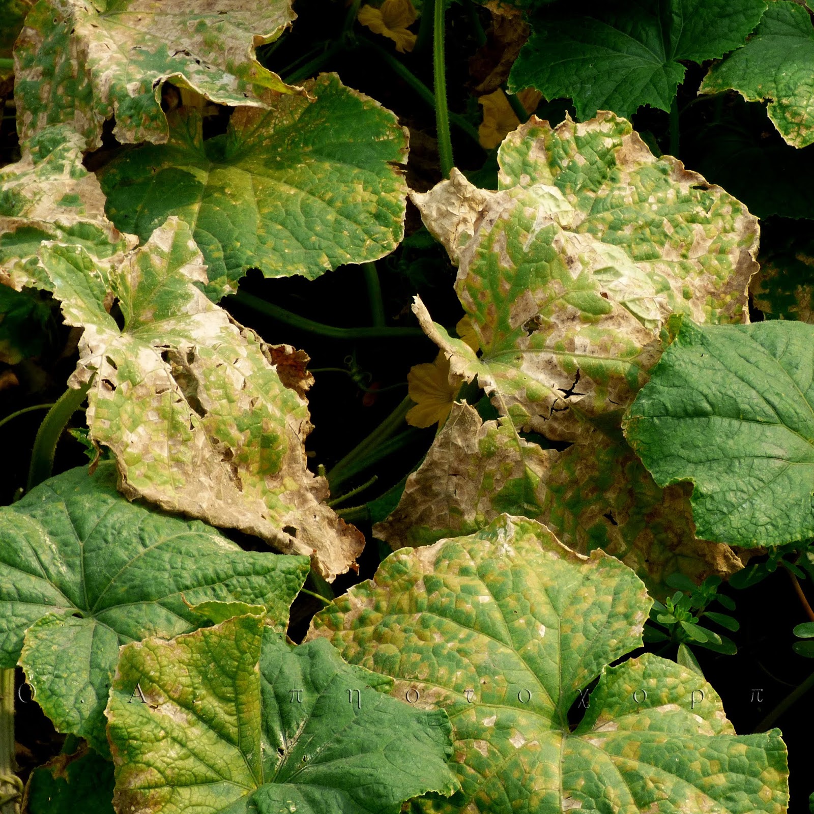 Diseases of cucurbits Plant diseases identification