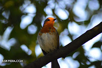 Posting artikel blog seperti melepas burung kesayangan ke alam bebas, benarkah ?