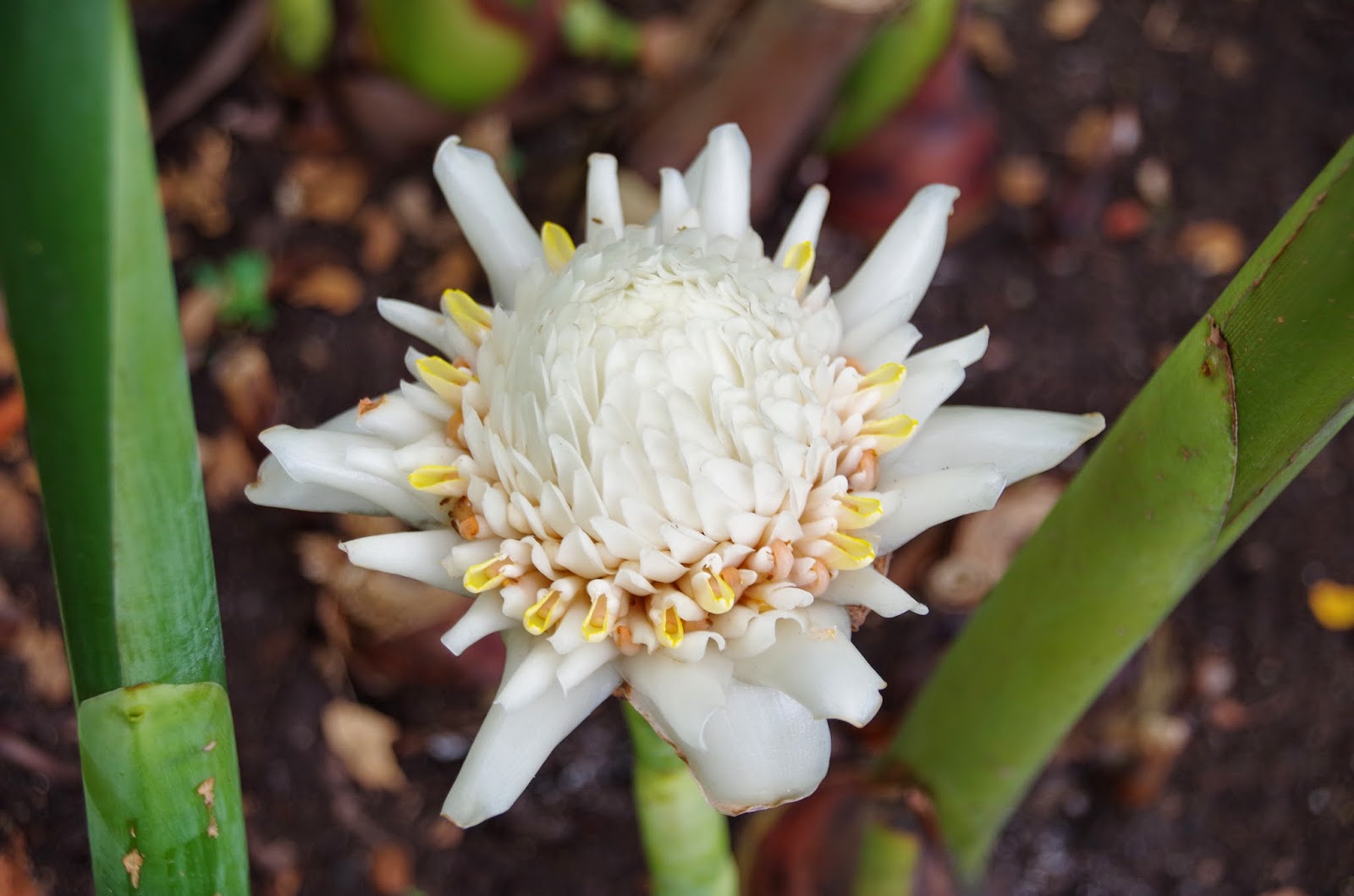 Trees and Plants White Torch Ginger