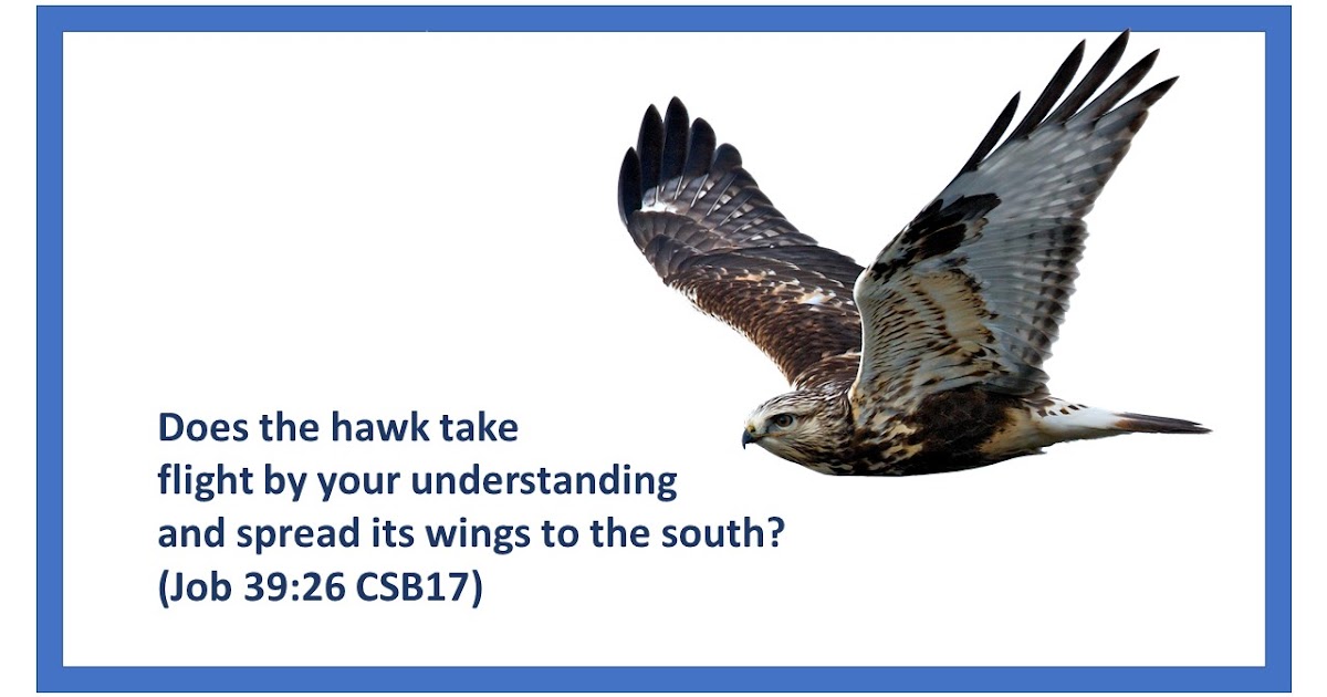 parresiazomai Birds, Navigation using Quantum Entanglement, and the