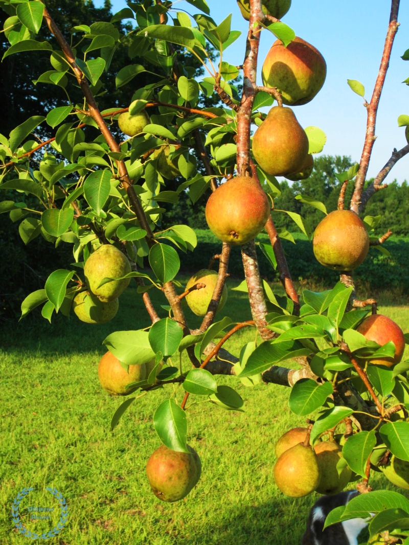 Hibiscus House Kieffer Pear Tree A Cat And A Dog