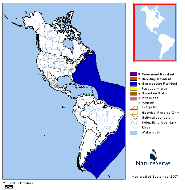 Pardela cabeza negra (Ardenna gravis)