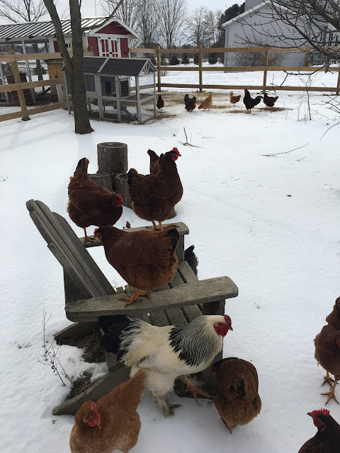 Ruple Farms - chickens