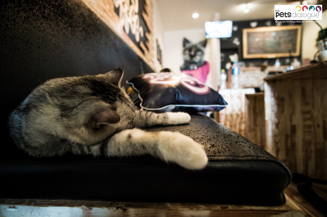 Cat Cafes in Yogyakarta