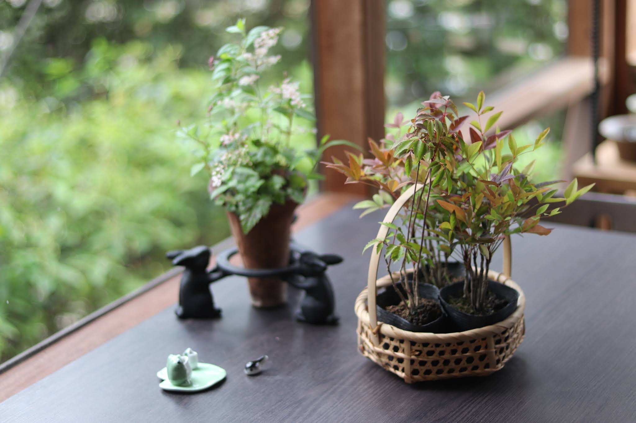 こもれび草 山野草 盆栽